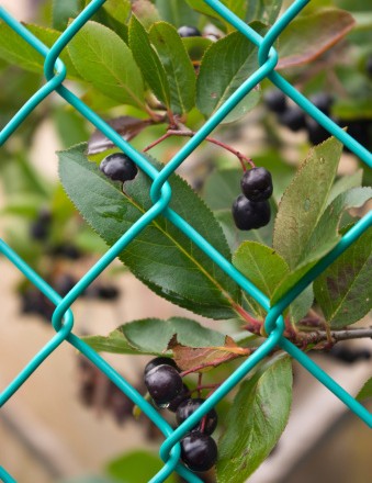 Chokeberries (Aronia) berries