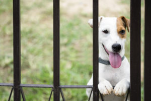 pet-friendly fence