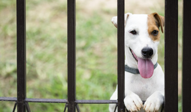 pet-friendly fence